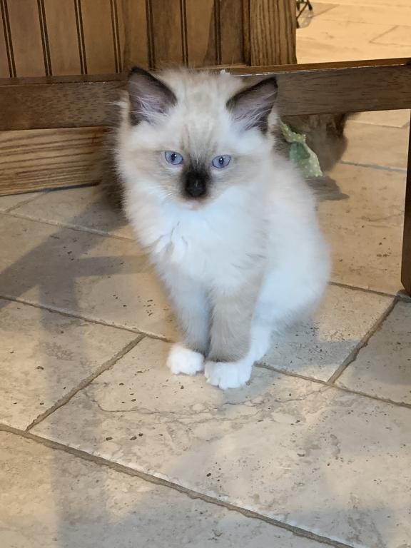 Seal Point Mitted 1 photo 4
