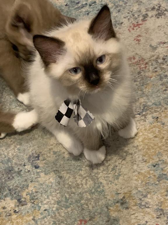 Seal Point Mitted 1