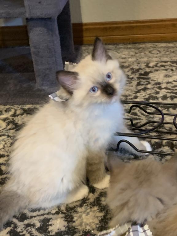 Seal Point Mitted 1 photo 1