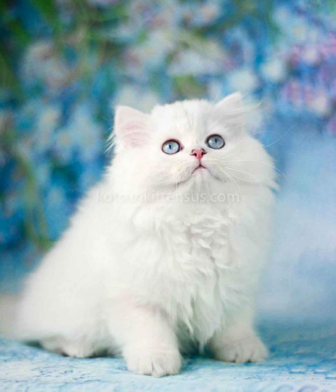 Teddy Silver Shaded Point Longhair British photo 4