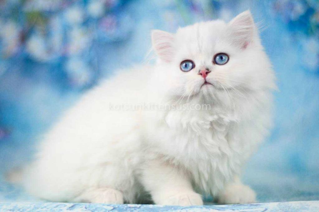 Teddy Silver Shaded Point Longhair British photo 1