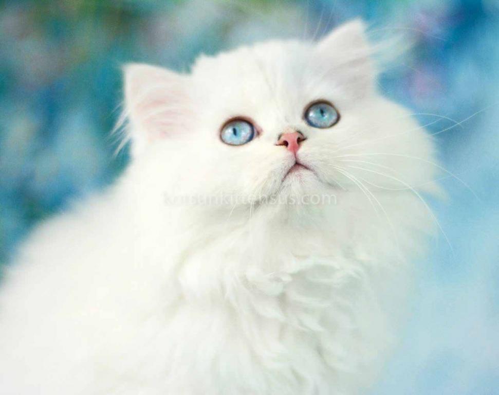 Teddy Silver Shaded Point Longhair British photo 6