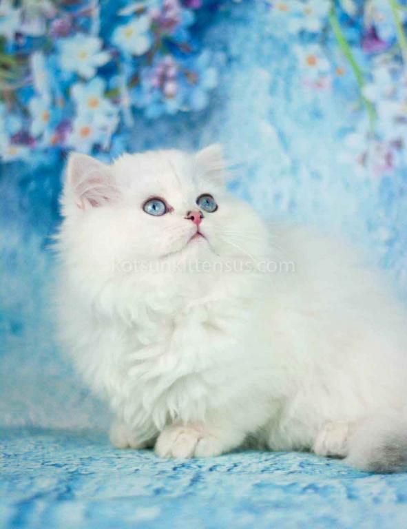Teddy Silver Shaded Point Longhair British photo 5