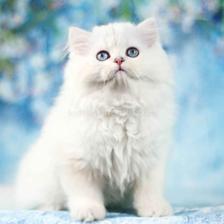 Teddy Silver Shaded Point Longhair British photo 3