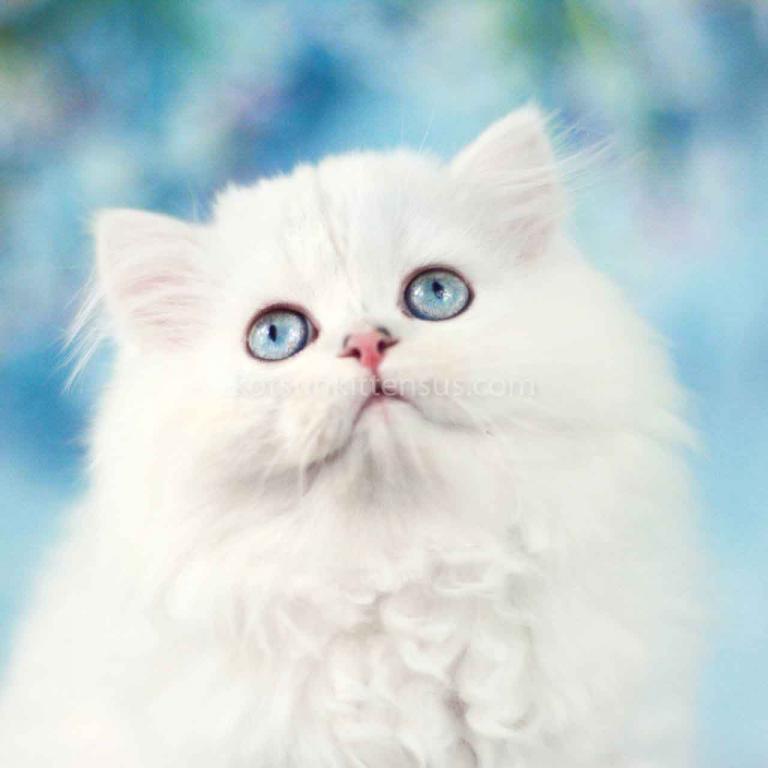 Teddy Silver Shaded Point Longhair British photo 2