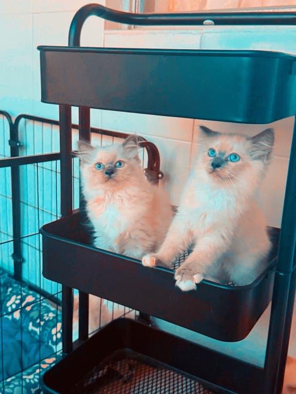 Ragdoll photo 4