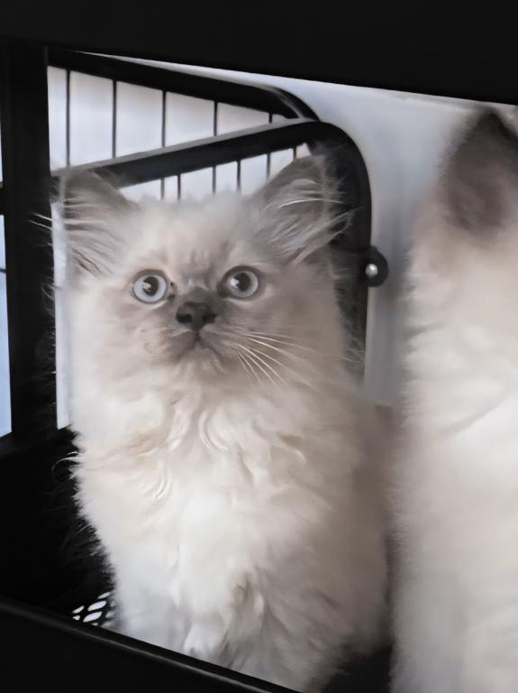 Ragdoll photo 1