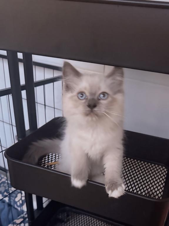 Ragdoll photo 2