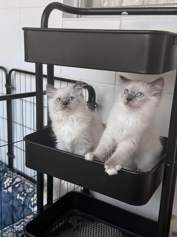 Ragdoll photo 3