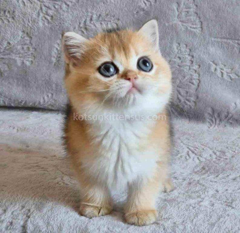 Indigo Golden Shaded Ny 11 Boy British Shorthair photo 2