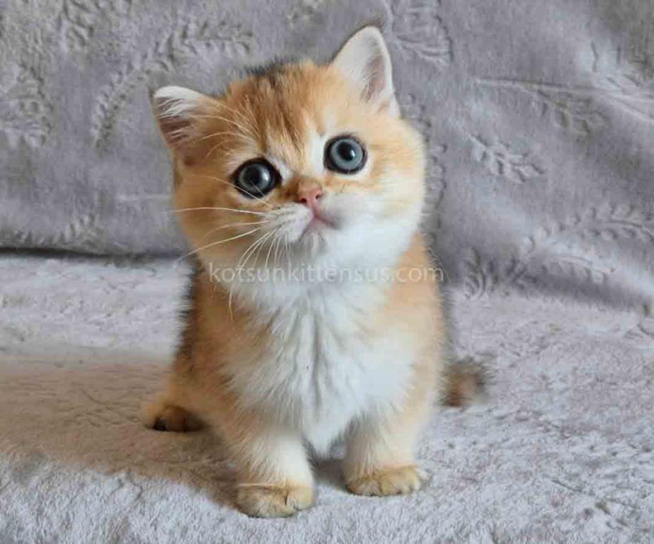Indigo Golden Shaded Ny 11 Boy British Shorthair photo 1