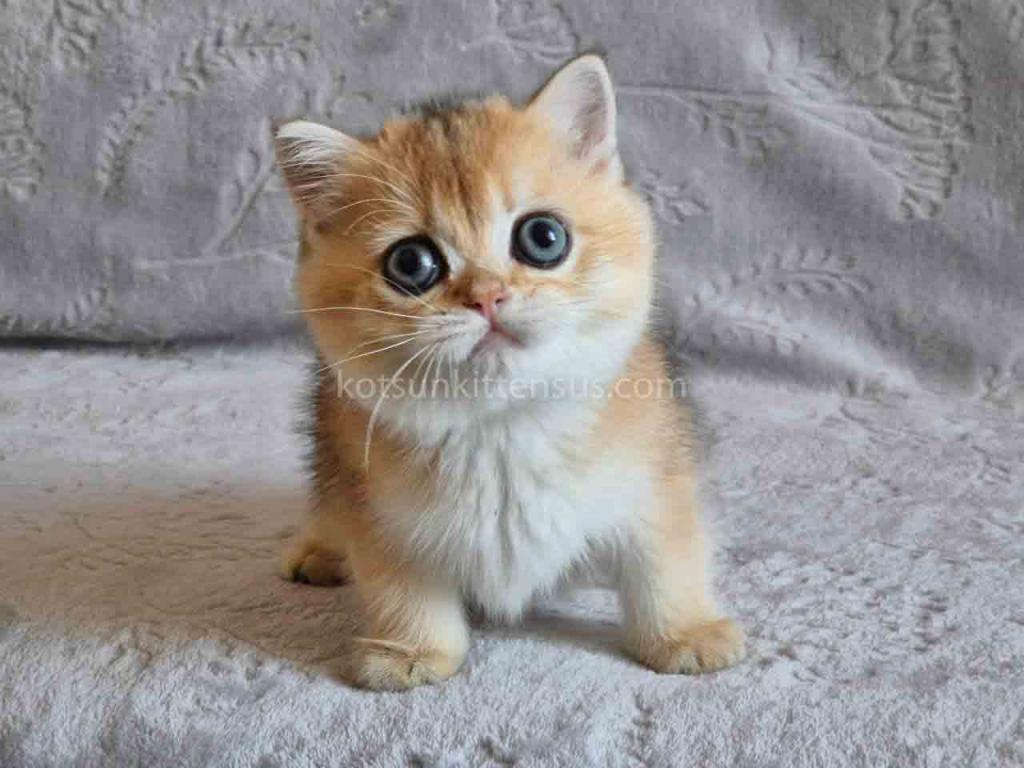 Indigo Golden Shaded Ny 11 Boy British Shorthair photo 3