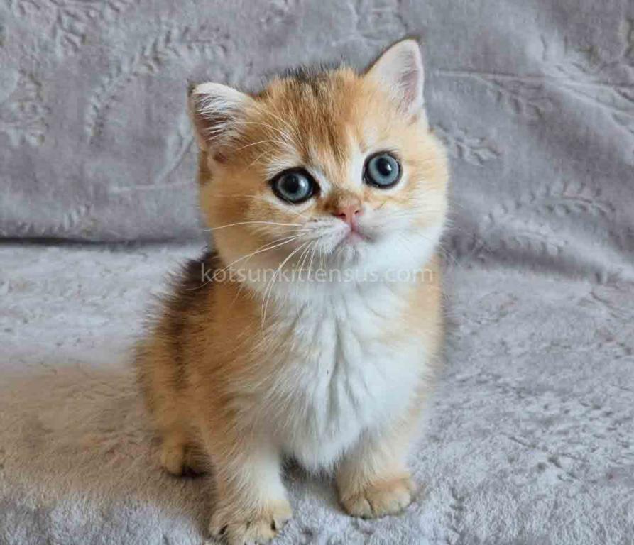 Indigo Golden Shaded Ny 11 Boy British Shorthair photo 4