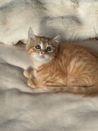Sunkist photo 5
