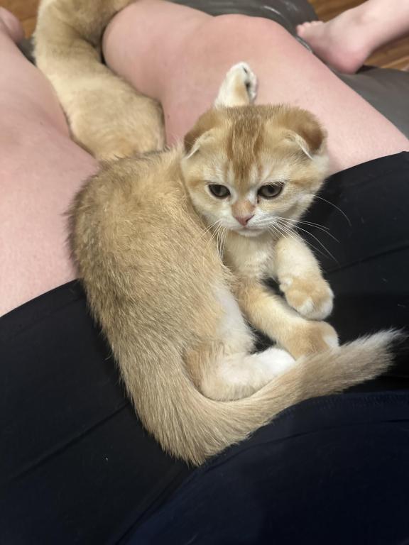 Purrsey Jr photo 2