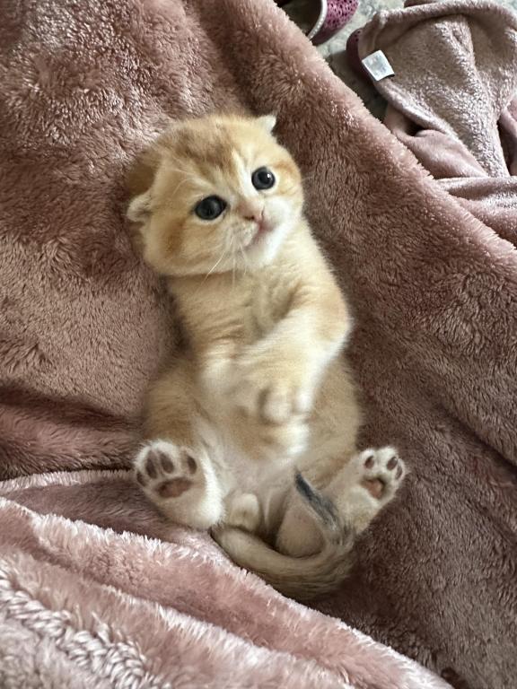 Purrsey Jr photo 13
