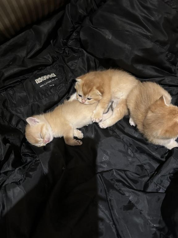 Purrsey Jr photo 25