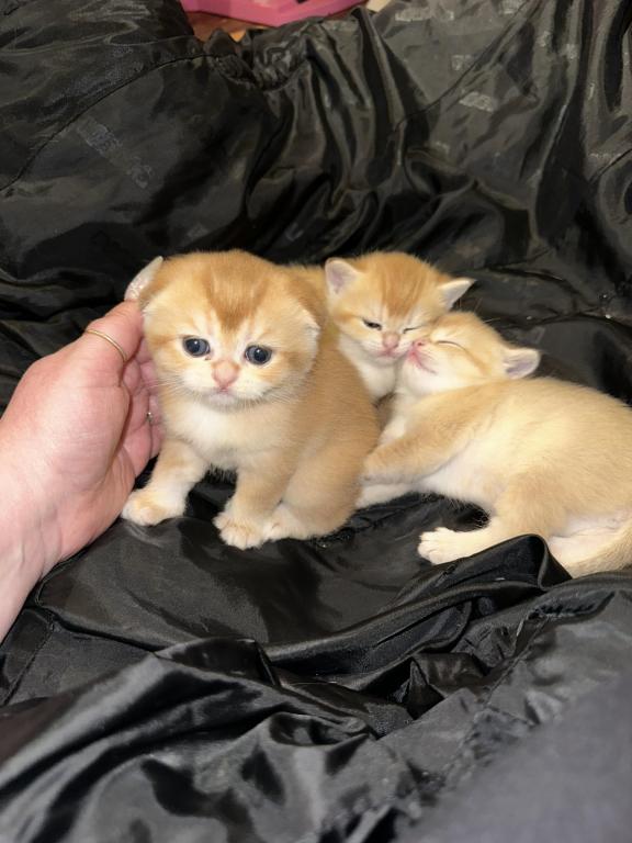 Purrsey Jr photo 19