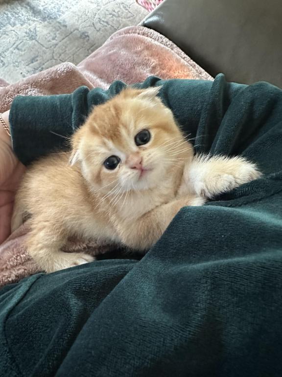 Purrsey Jr photo 15
