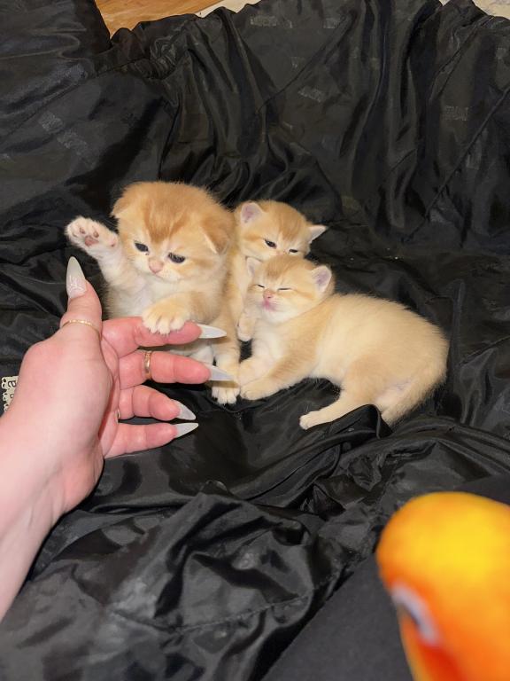 Purrsey Jr photo 23