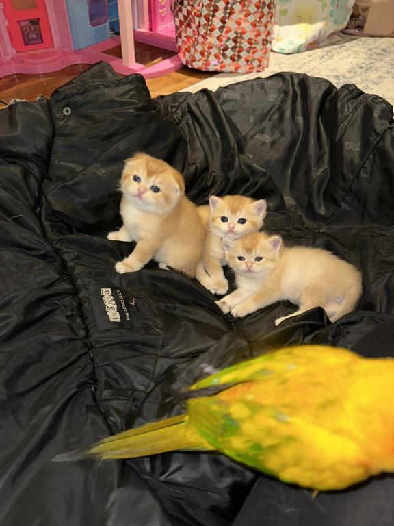 Purrsey Jr photo 24