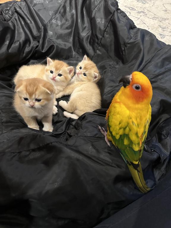 Purrsey Jr photo 20