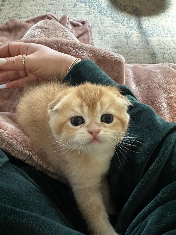 Purrsey Jr photo 12