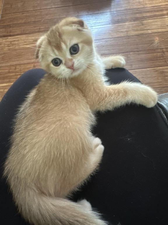 Purrsey Jr photo 7