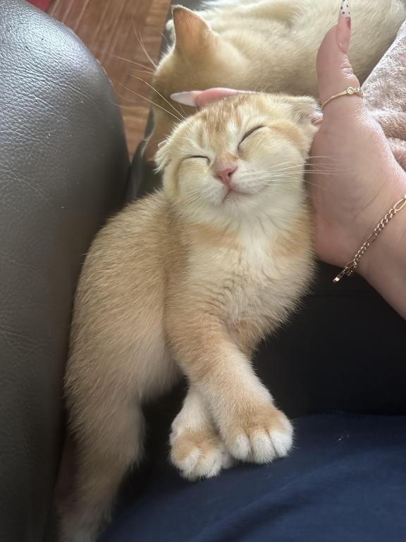 Purrsey Jr photo 3