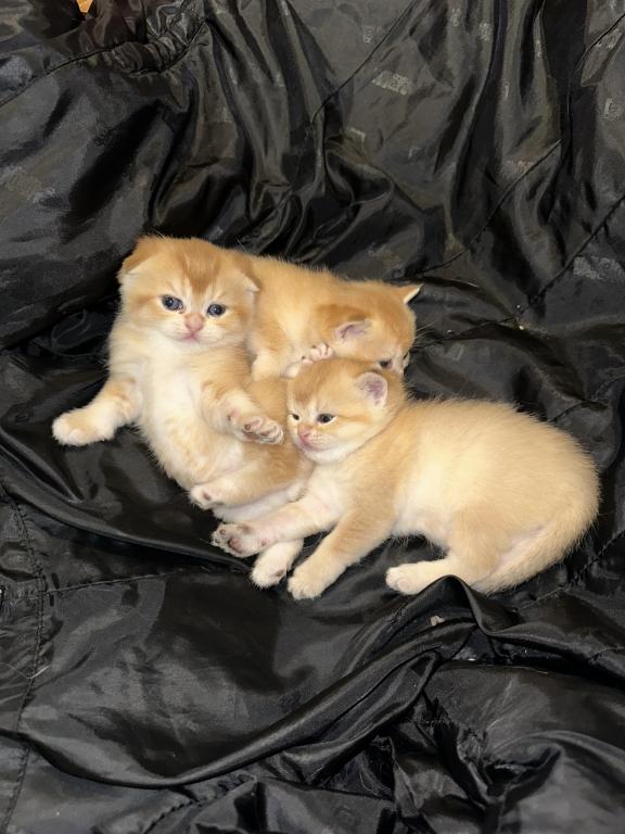 Purrsey Jr photo 22