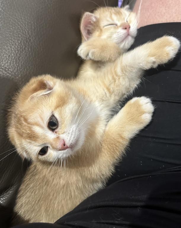 Purrsey Jr photo 6