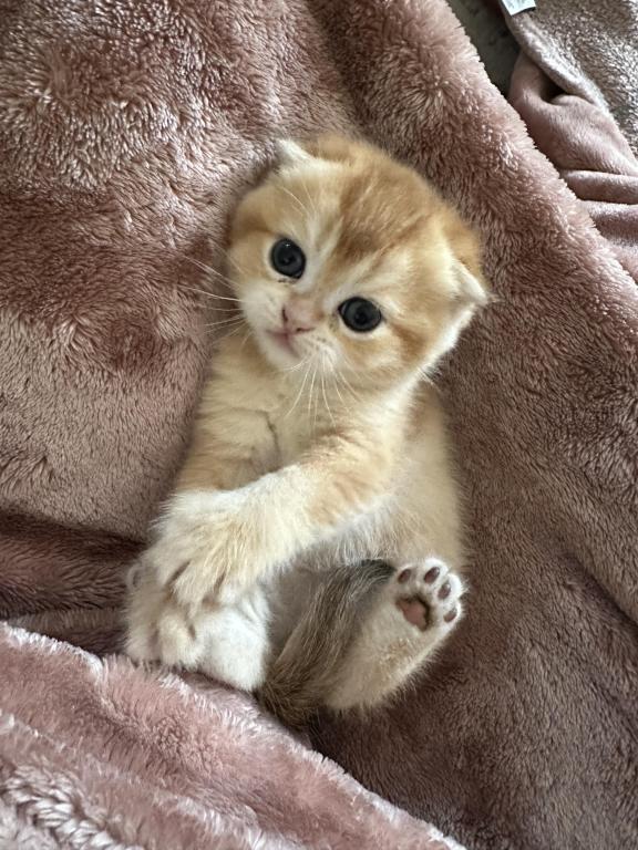 Purrsey Jr photo 16