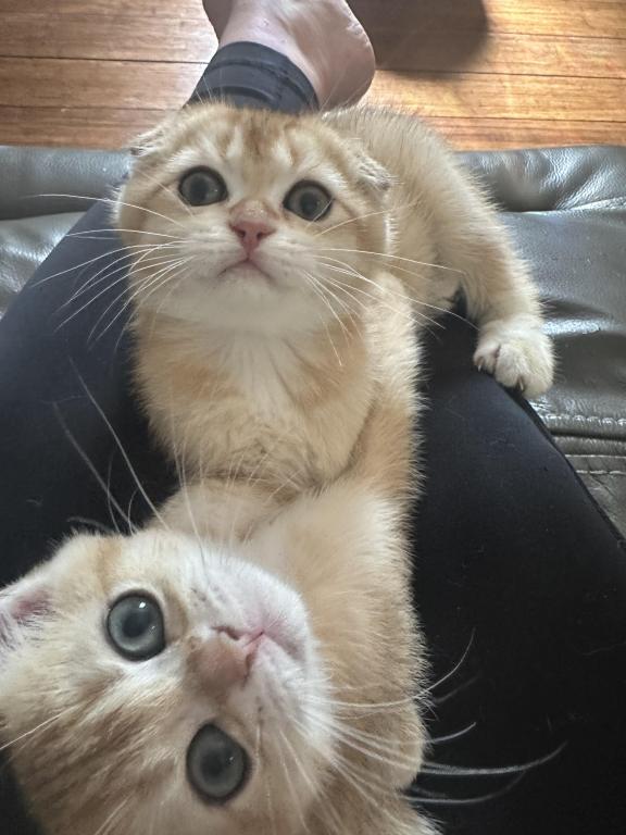Purrsey Jr photo 2