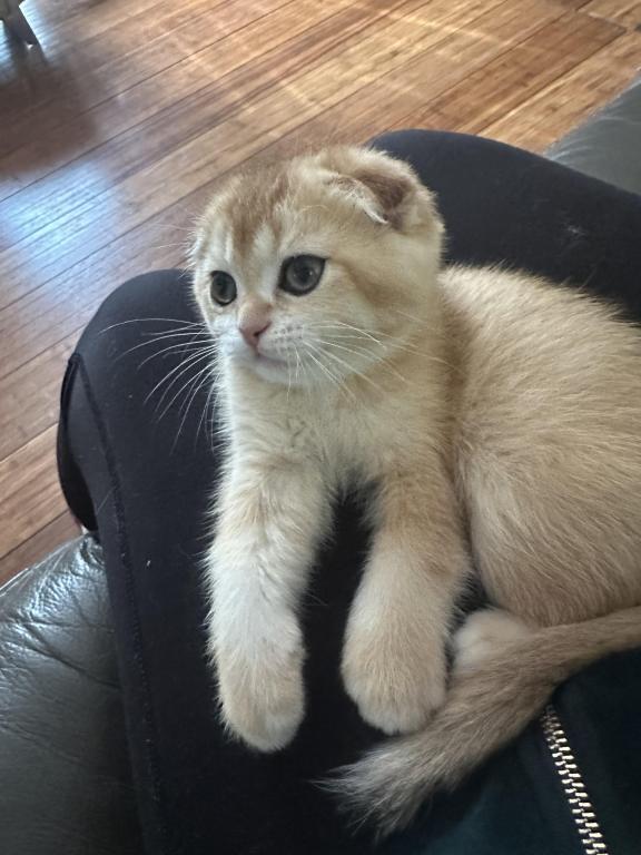 Purrsey Jr photo 8