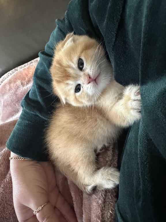 Purrsey Jr photo 18