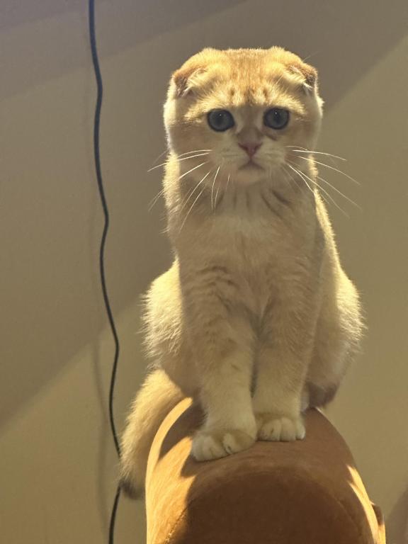 Purrsey Jr photo 3