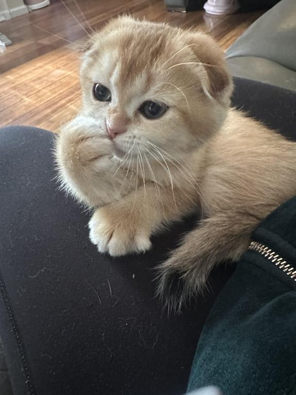 Purrsey Jr photo 1