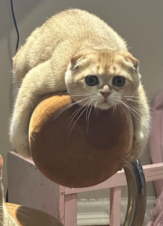 Purrsey Jr