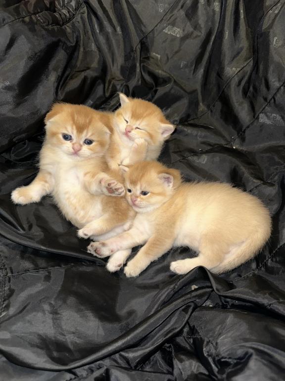 Purrsey Jr photo 21