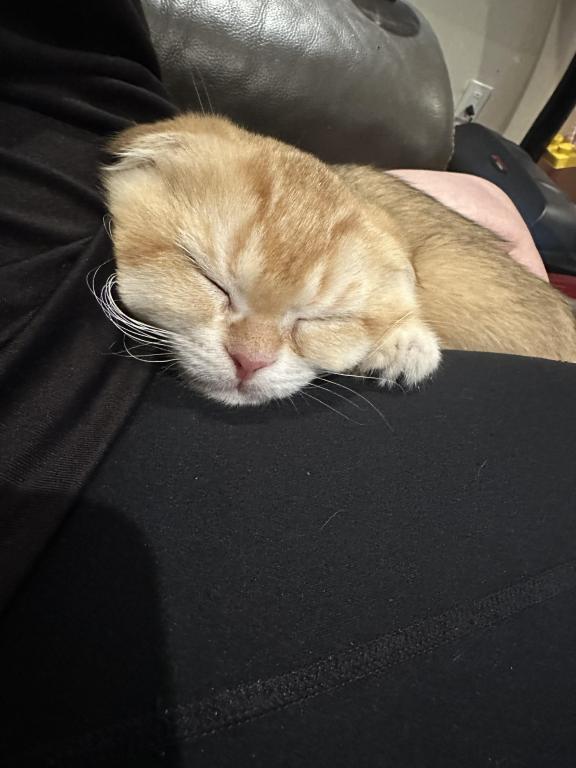 Purrsey Jr photo 4