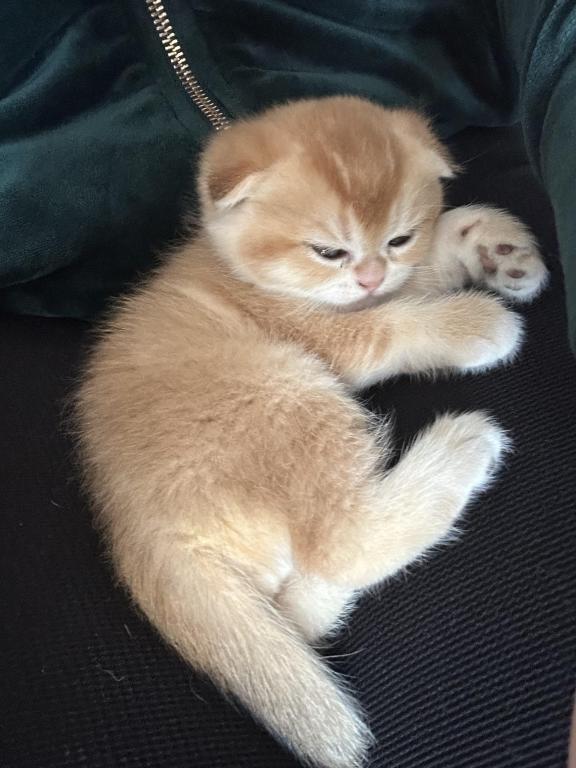 Purrsey Jr photo 17