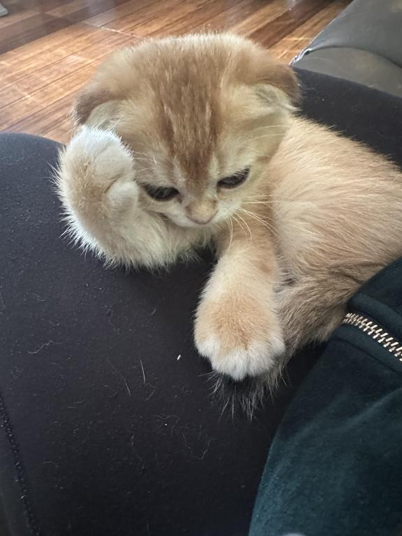 Purrsey Jr photo 9