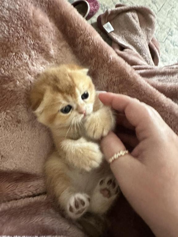 Purrsey Jr photo 14