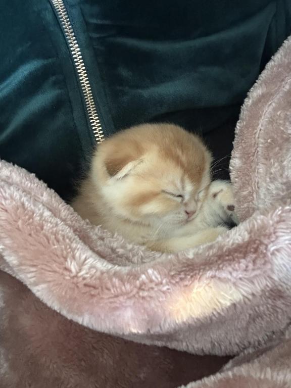 Purrsey Jr photo 11