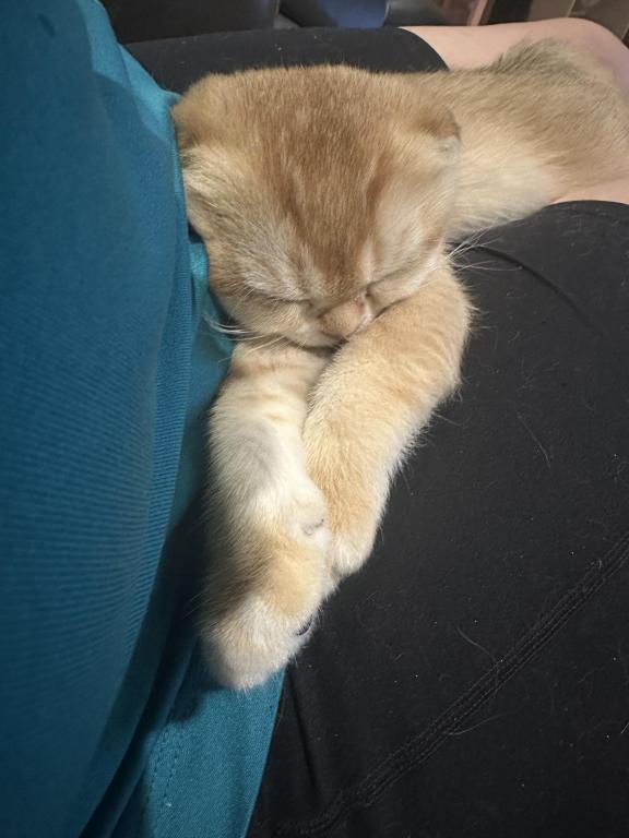 Purrsey Jr photo 5