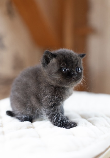 Bea Babies photo 9