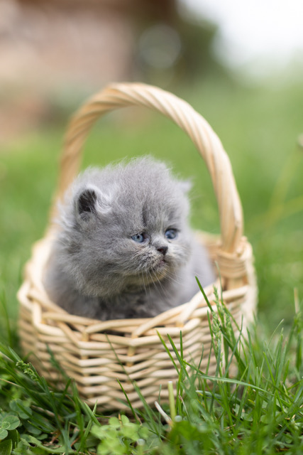 Bea Babies photo 7