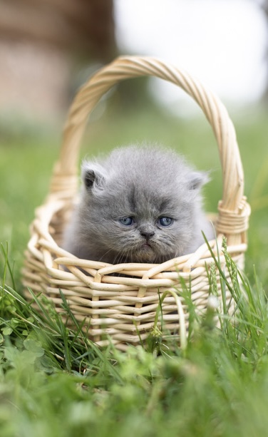 Bea Babies photo 13