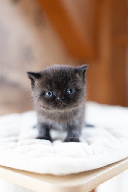 Bea Babies photo 10