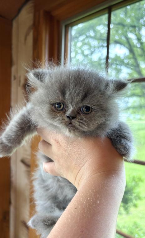 Bea Babies photo 2
